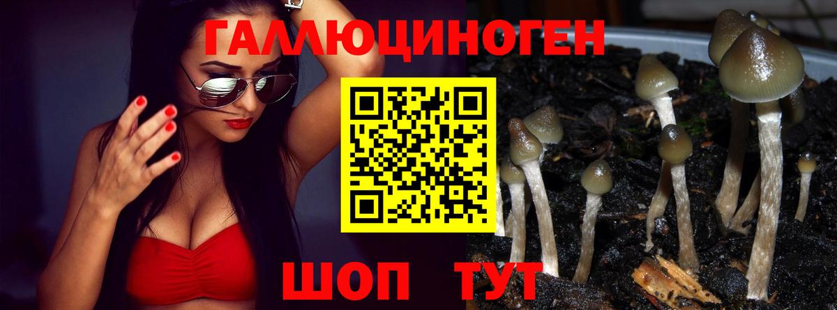 Галлюциногенные грибы Psilocybe Курган