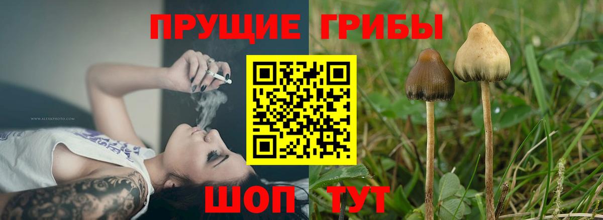 Курган  Псилоцибиновые грибы MAGIC MUSHROOMS  Вход с VPN  Псилоцибиновые грибы Cubensis 